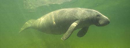 Manatee swimming