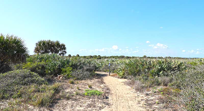 Dirt path through brush