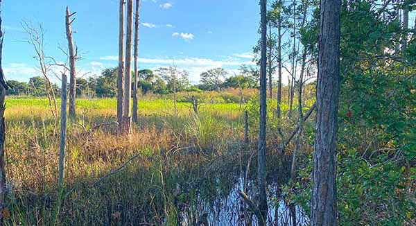 Marsh landscape.