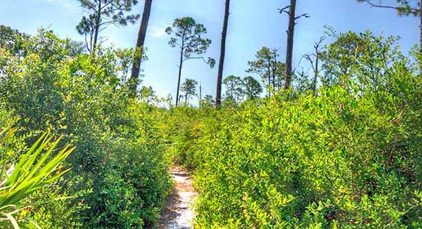 Path through brush and palm fronds