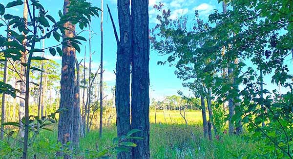 Tall trees in marsh.