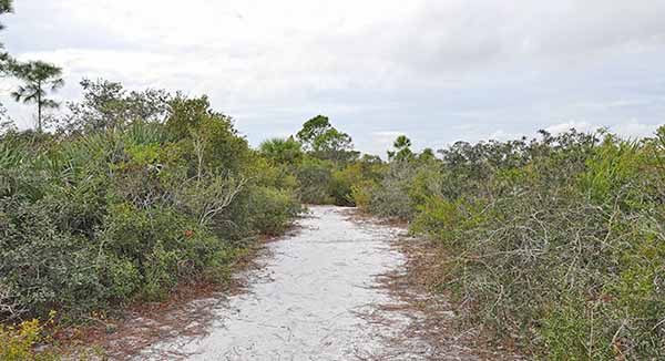 Creek through brush