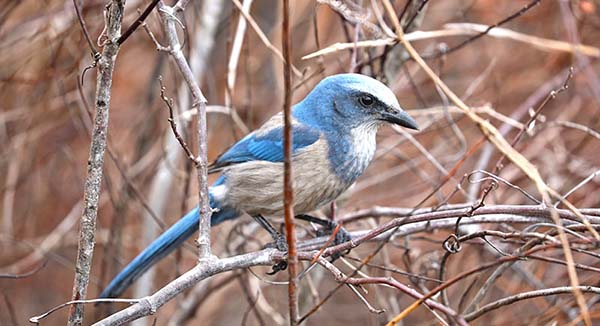 ScrubJay on branches ScrubJay on branches