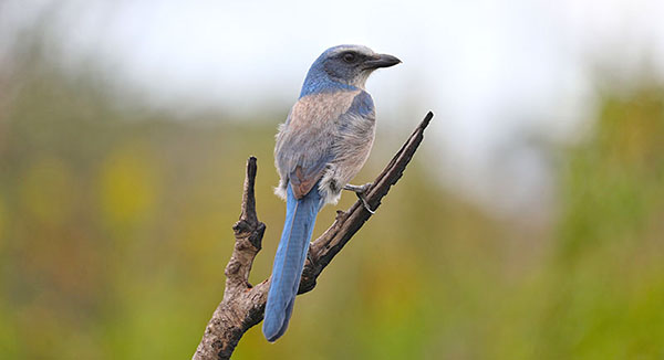 ScrubJay on single branch