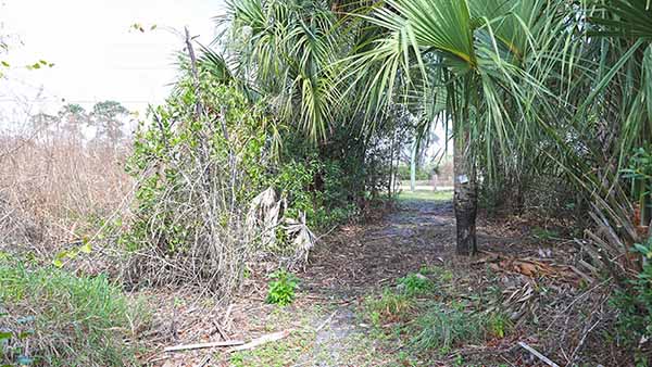 Path through palm fronds