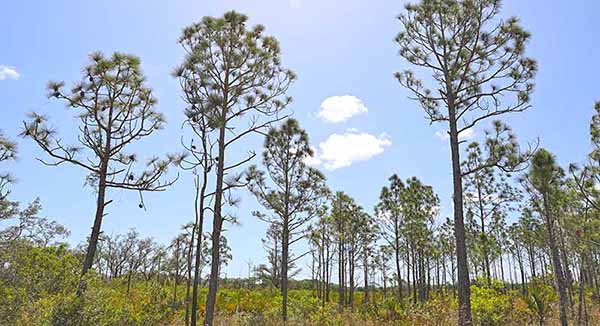 Trees rising above the brush