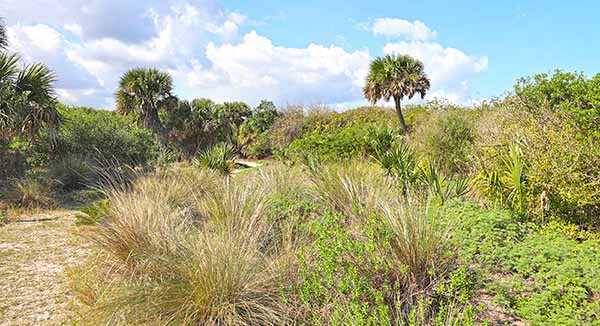 Brush and palm fronds