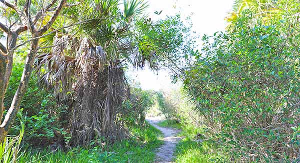 Winding path through brush