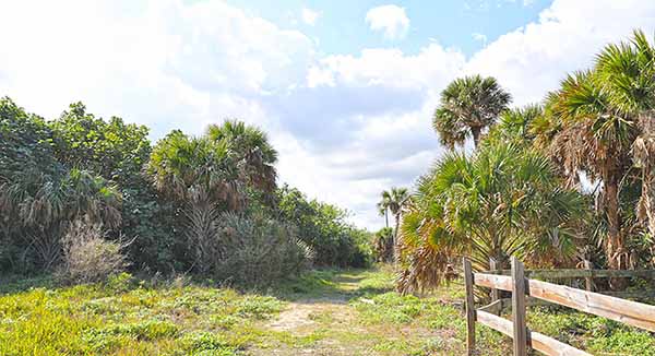 Trail through trees and palm fronds