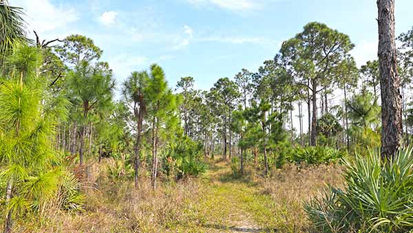 Path through scrub area