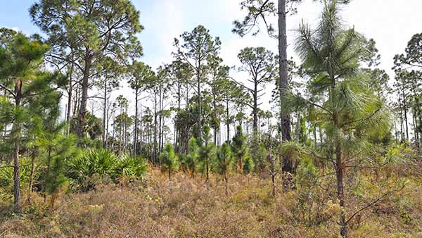 Trees rising above brush