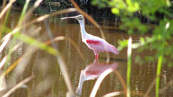 Rosetta Spoonbill at Pine Island Conservation Area