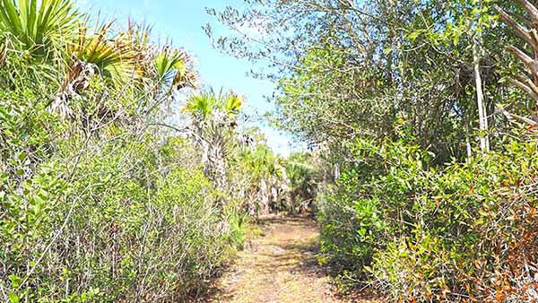 Trail through shrubs