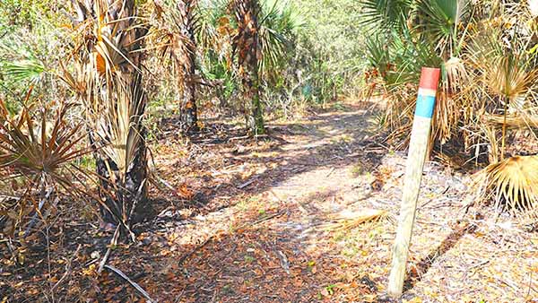 Marked trail through scrub area Marked trail through scrub area