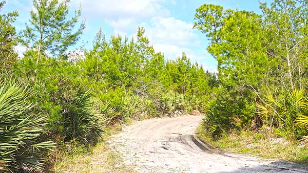 Dirt Path through scrub area