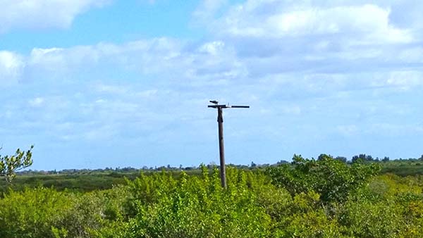 Osprey nest on man made platform