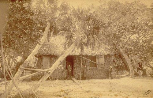Pioneer Home built with palm fronds surrounded by palm trees.