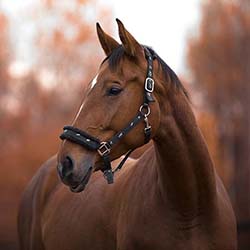 sq Horse Owners a horse