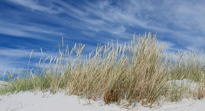 Dune vegetation.
