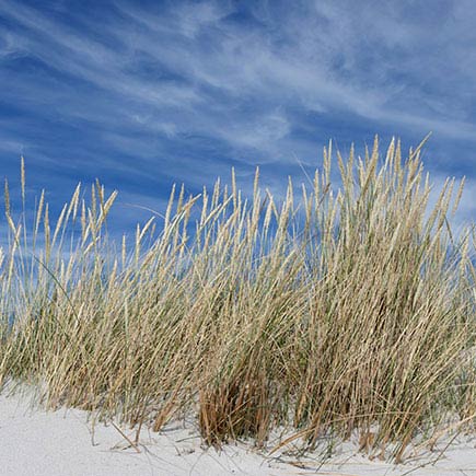 Sand dune vegetation.