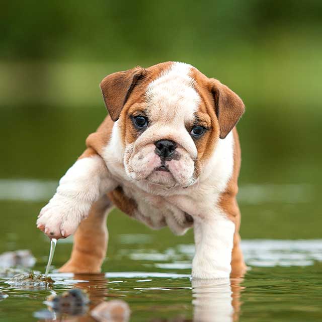 Dog standing in river.