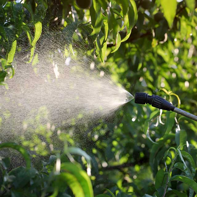 Spraying pesticide on tree