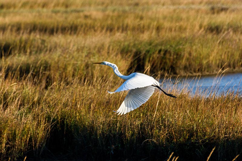 White Heron in flight over wetlands.