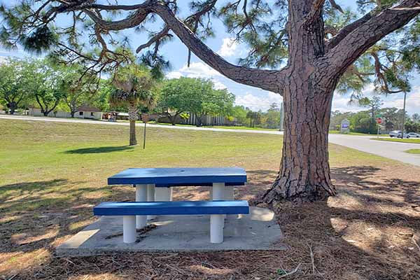 Picnic table by tree