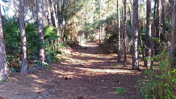 Path through wooded area