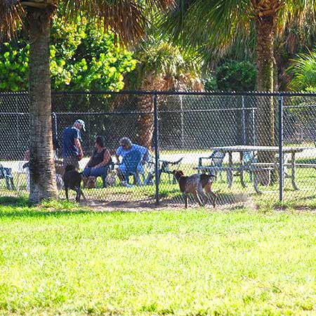 Dog Parks Dogs at dog park.