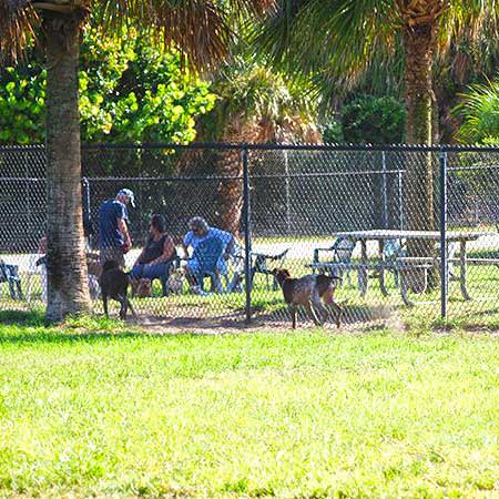 Dogs at dog park.