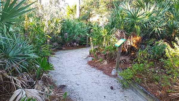 Sandy path through palm fronds
