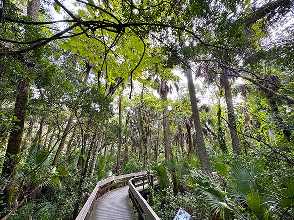 Sandy path through palm fronds