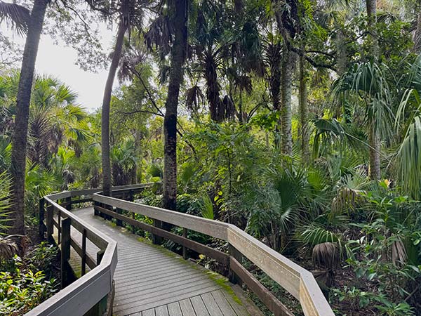 Wood walkway through sea oats