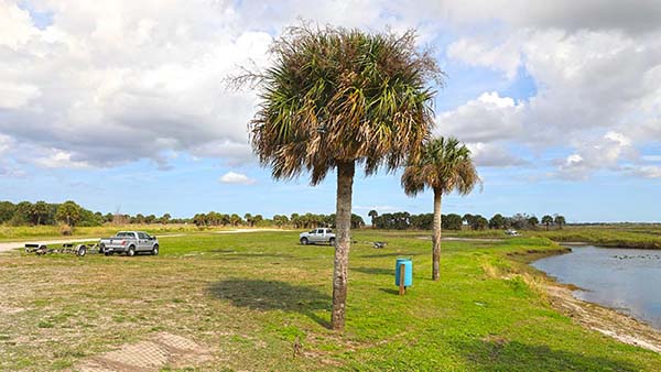  Waterfront palm trees  