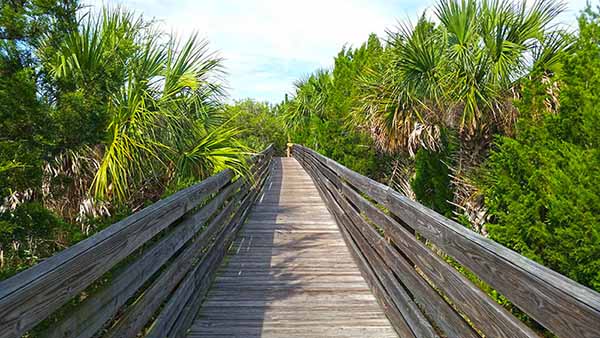 Wooden walkway though brush