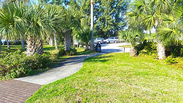 Walkway though palm trees