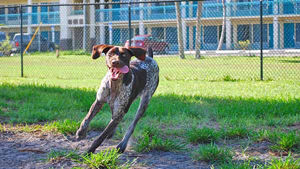 Dog Park