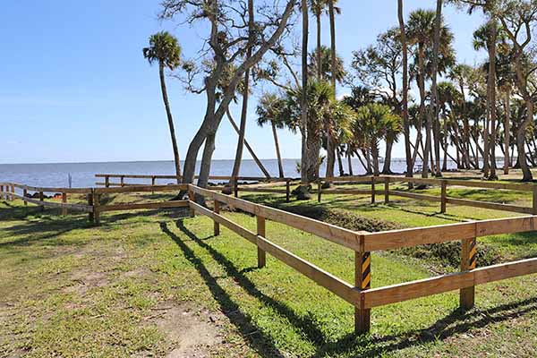 Riverfront palm trees