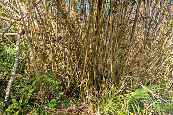 Bamboo shoots