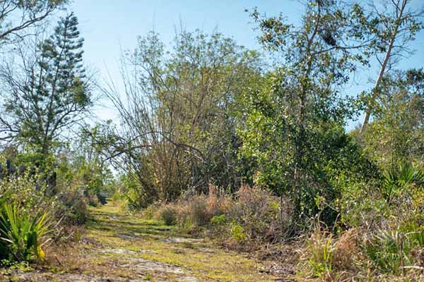 Walking trail