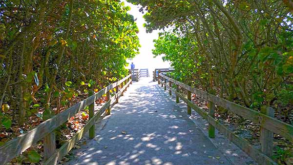 Walkway through trees