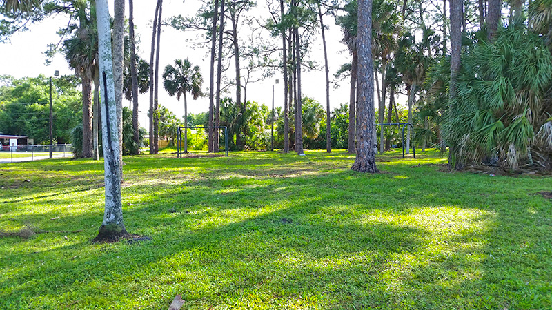 Multiple trees and green area in park