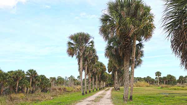 Dirt Road lined by palm trees