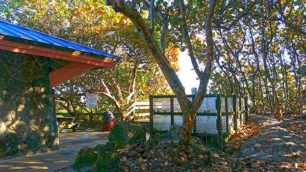 Patio surrounded by wooded area