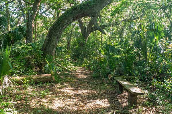 Nature trail bench.