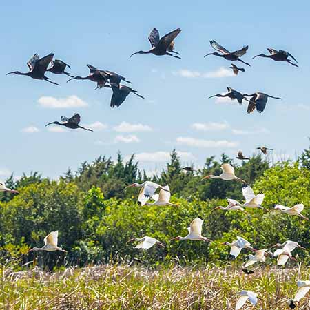 Flock of birds flying over wetlands.