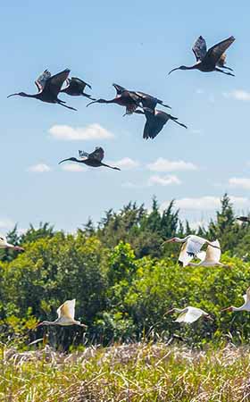 Flock of birds flying over wetlands. Flock of birds flying over wetlands.