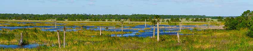 Wetlands Banner Viera Wetlands